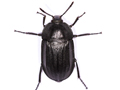 Silpha tristis